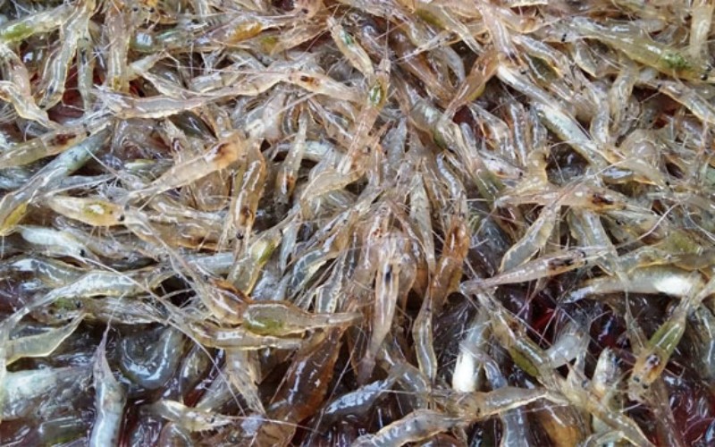 Cách làm mắm tép miền Tây tại nhà ngon hơn mua ở tiệm Cách làm mắm tép miền Tây tại nhà ngon hơn mua ở tiệm